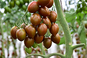Насіння томату черрі Кріспіна Плюм F1 (Crispina Plum F1) Esasem 250, фото 3