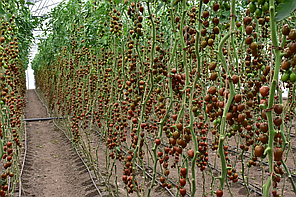 Насіння томату черрі Кріспіна Плюм F1 (Crispina Plum F1) Esasem 250, фото 4