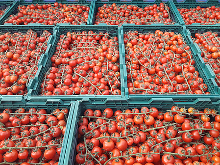 Насіння томату чері Порпора F1 (Porpora F1) Esasem 500, фото 2