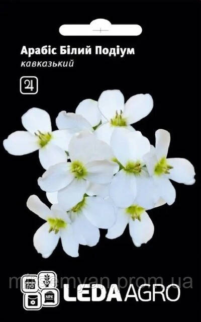 Арабіс Білий Подіум, кавказький 10нас.  L, фото 1