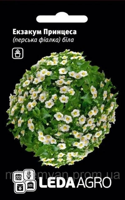 Екзакум Принцеса біла  5 нас. L, фото 1