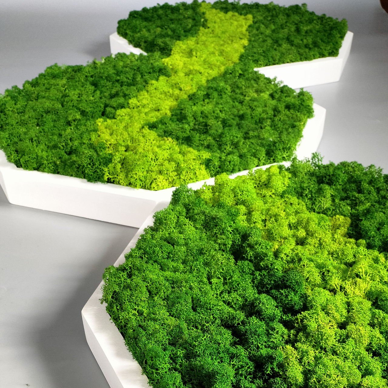 Соти з моху набір 3 шт