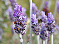 Lavender Flower: екстракт лаванди — для фізичного й емоційного здоров’я