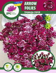 Роза бордюрна, спрей Arrow Folies