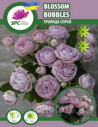 Троянда патіо Blossom Bubbles