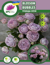 Троянда патіо Blossom Bubbles