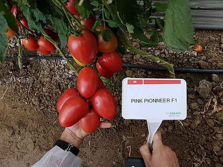 Насіння томату Пінк Піонер F1 (Pink Pioneer F1) Sakata 500, фото 3