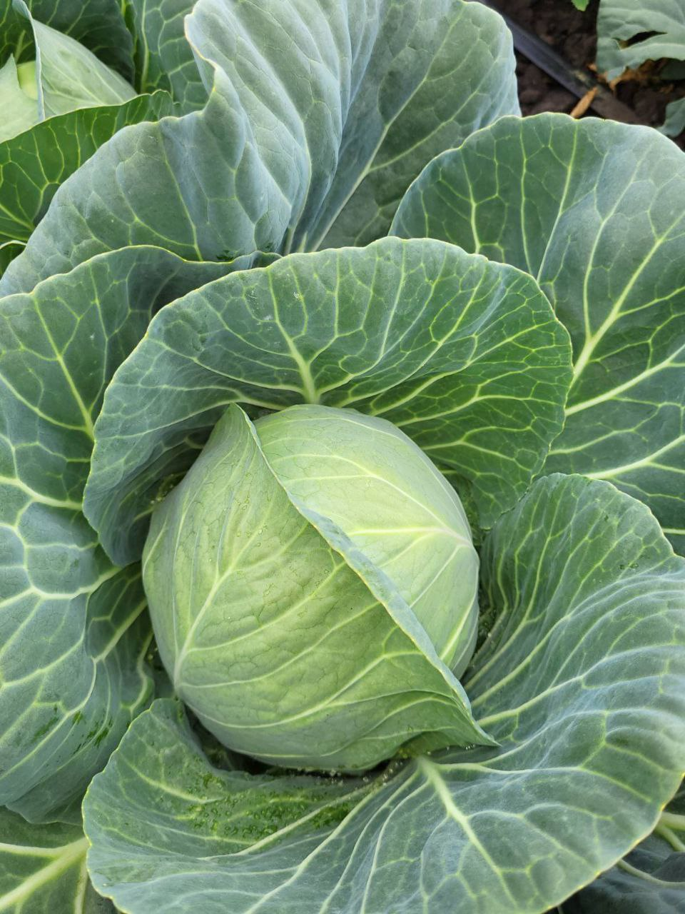 Насіння білокачанної капусти Мона Ліза F1 (Mona Lisa F1) Sakata 1000