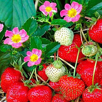 Полуниця Полуничний лід (Strawberry Ice)