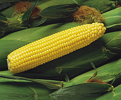 Насіння кукурудзи Спіріт F1 (Spirit F1) Syngenta 100000