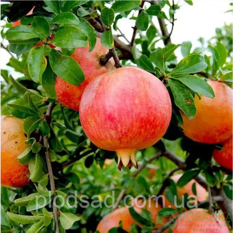 Гранат Моллар де Ельче