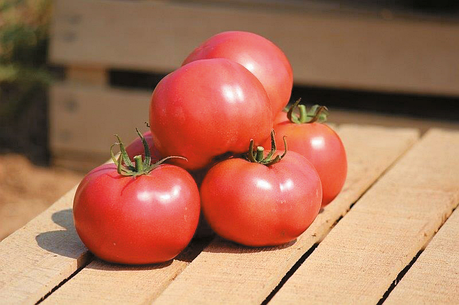 Насіння томату Хепінет F1 (Hapinet F1) Syngenta 1000, фото 1