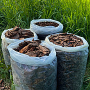 Кора соснова