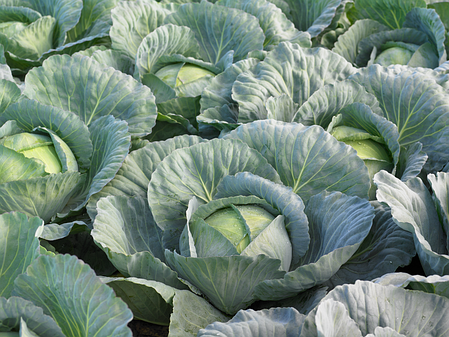 Насіння білокачанної капусти Кататор F1 (Katator F1) Syngenta 2500, фото 3