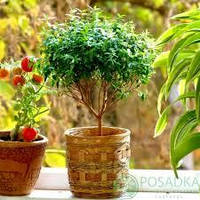 Мірт дрібнолистий