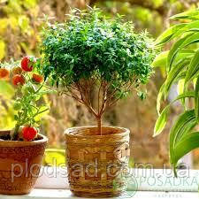 Мірт дрібнолистий