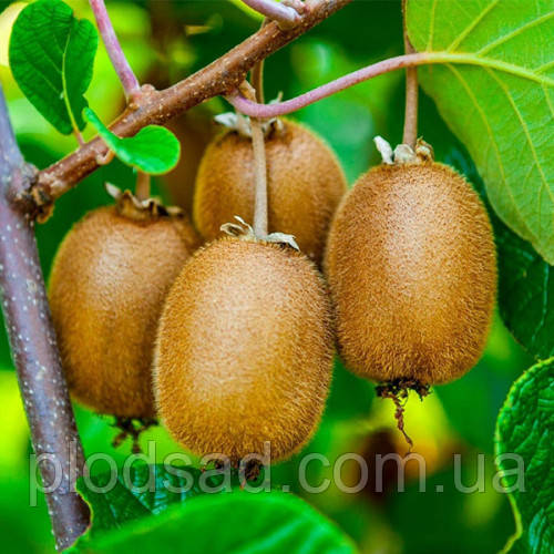 Ківі Аллісон