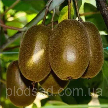 Ківі Сореллі