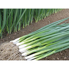 Насіння цибулі на перо Кайгаро F1 (Kaygaro F1) Enza Zaden 50000