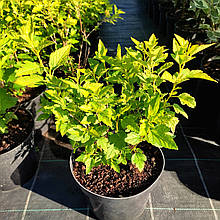 Пухироплідник Лакі Девіл / С3 / Physocarpus Lucky Devil