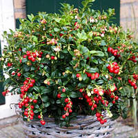 Брусниця Міс Черрі