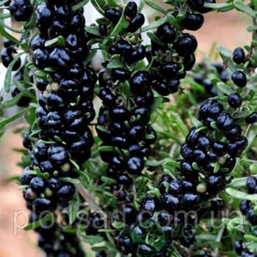 Годжі чорний Black Diamond
