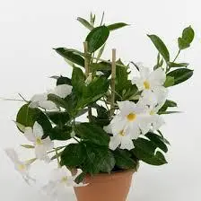 Дипладенія White (25-30 см), фото 1