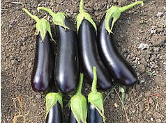 Насіння баклажана Дестан F1 (Destan F1) Enza Zaden 10гр