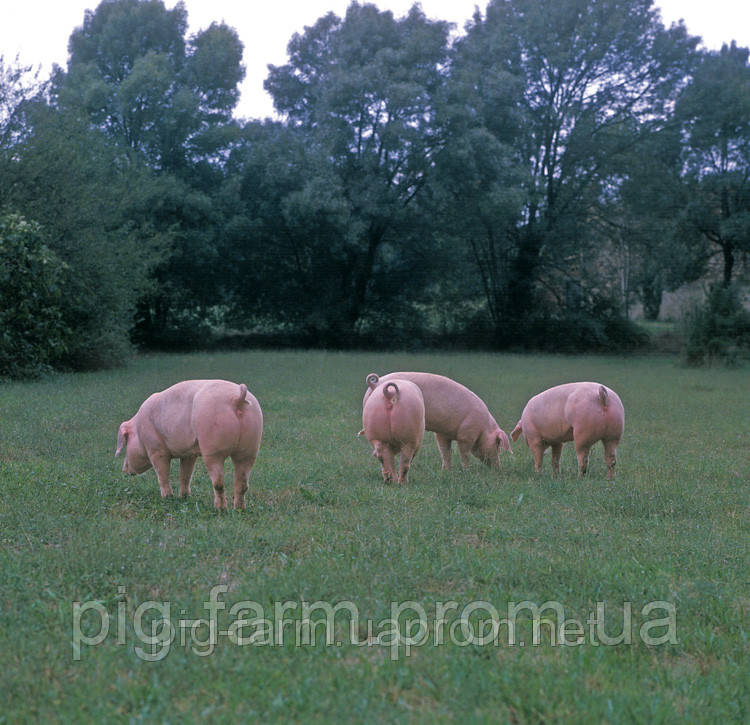 Свиньи живым весом - фото 1 - id-p29663320