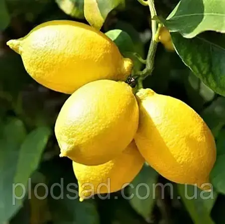 Лимон Ташкетський