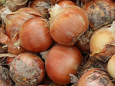 Насіння ріпчастої цибулі Ногал F1 (Nogal F1) Enza Zaden 250000