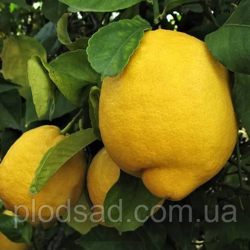 Лимон Лисбон