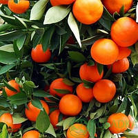 Мандарин Санберст