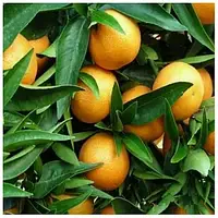 Мандарин Хашимото