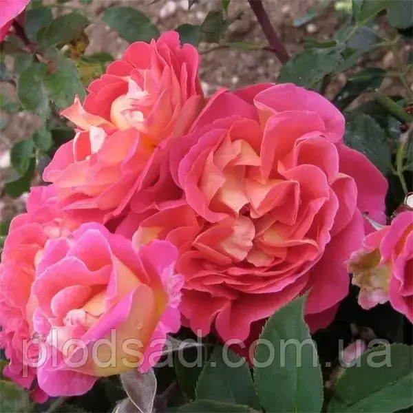 Троянда плетиста Павиче око