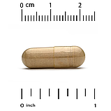 California Gold Nutrition, силімариновий комплекс для здоров'я печінки, 360 капсул, фото 3