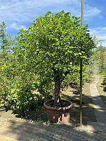 Шовковиця біла Morus Alba С110L d30-35