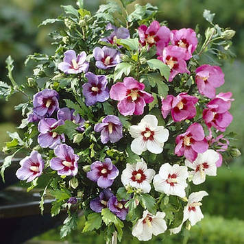 Гібіскус сирійський Мікс 3 шт (горщик 0,5л)