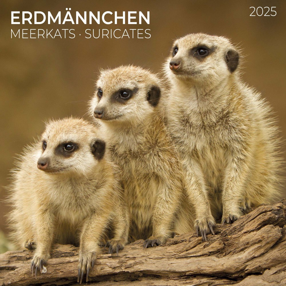 Настінний календар 2025 рік. Meerkats 2025, фото 1