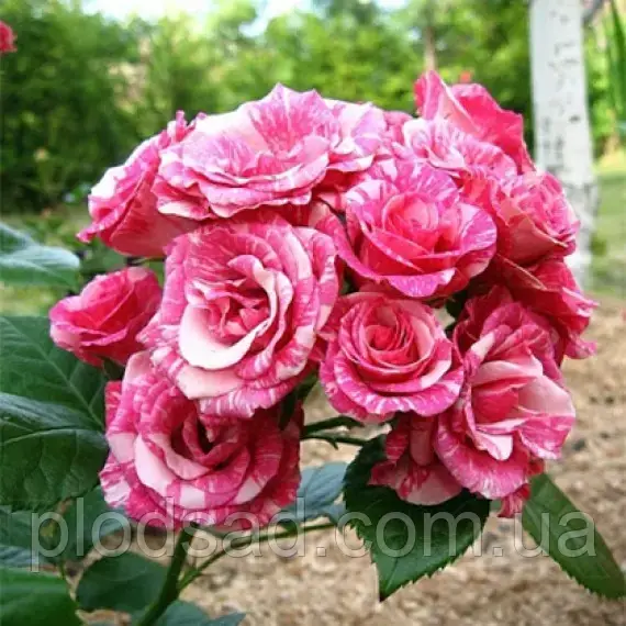 Троянди спрей Пінк Флеш