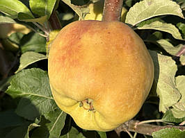 Саджанці яблунь Матрьошка (без зерняток)