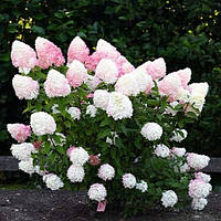 Гортензія волотиста Pink and Rose