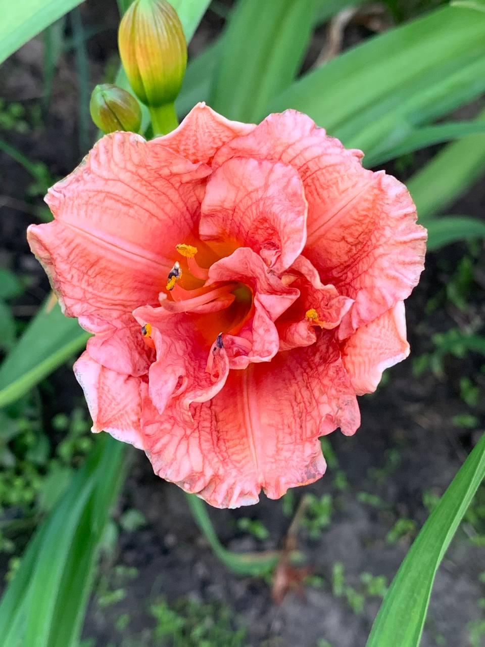 Лілейник  мініатюрний бордюрний Tropical Delight корінь 1 шт., фото 1