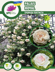 Троянда в'юнка Palais Royal