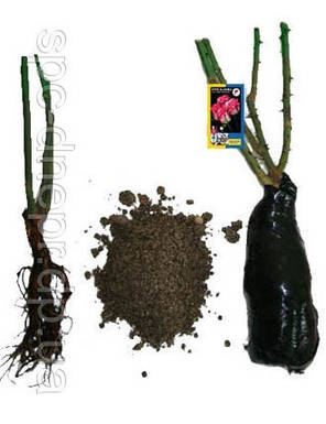 Троянда в'юнка Rose de Tolbiac, фото 3