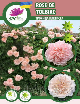 Троянда в'юнка Rose de Tolbiac