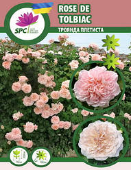 Троянда в'юнка Rose de Tolbiac