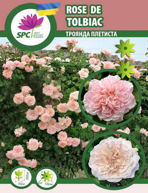 Троянда в'юнка Rose de Tolbiac, фото 1