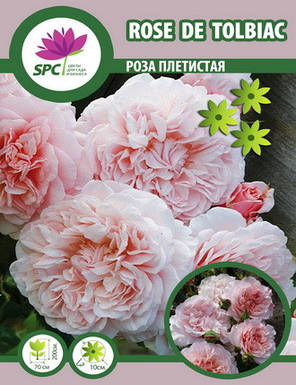 Троянда в'юнка Rose de Tolbiac, фото 2