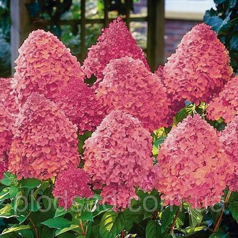 Гортензія волотиста Magical Fire